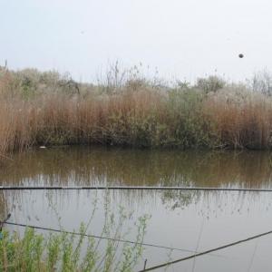 Rakó